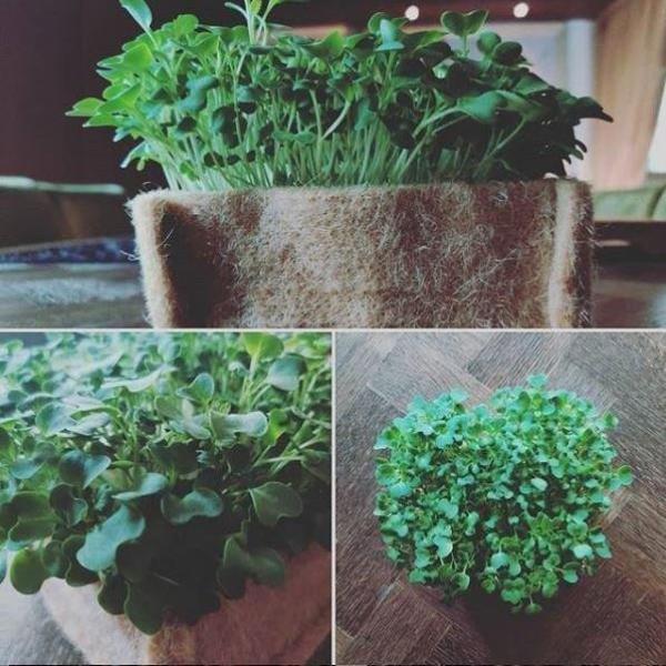 Outdoor-Pflanztöpfe aus umweltfreundlichem Jutegewebe (19 Liter)