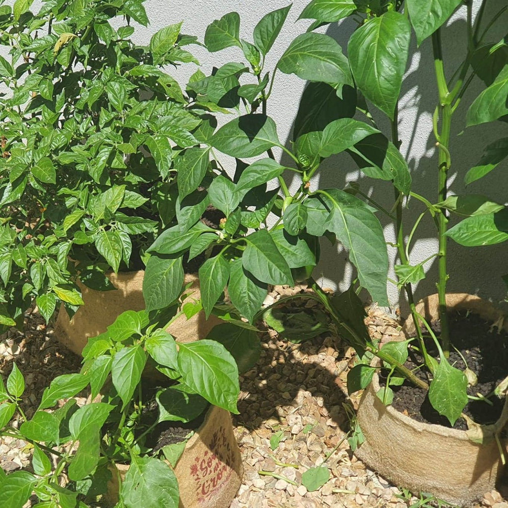 Outdoor-Pflanztöpfe aus umweltfreundlichem Jutegewebe (19 Liter)